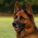 Maryland Personal Injury Laws: Dog Bites