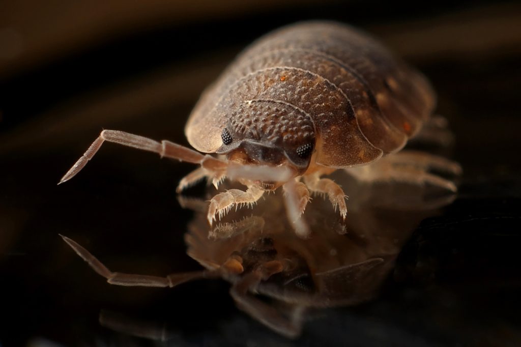 Bed bugs in Maryland